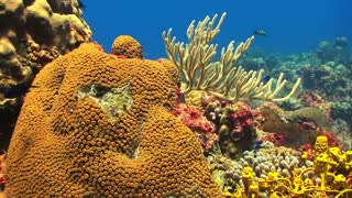 The GREAT Barrier Reef | BEST Places in Australia | Virtual Travel TOUR Experience