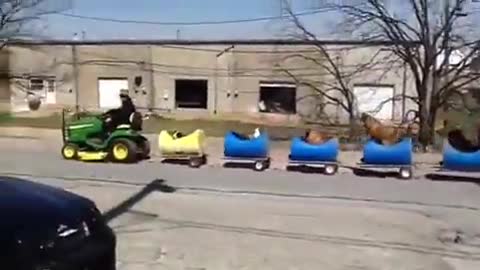 Dog cars