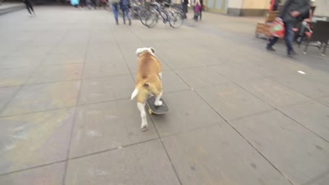 Bulldog Obsessed With His Skateboard Hats When His Parents Try To Take It Away From Him