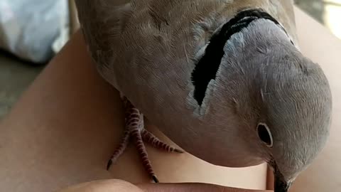 Adorable Dove Sings to His Owner