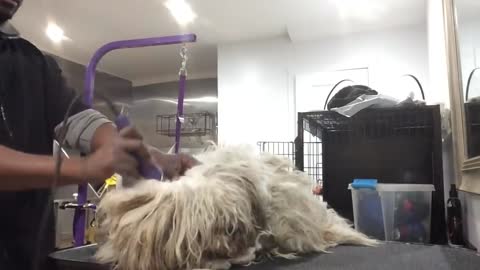 Grooming A Scared, Aggressive Matted Dog