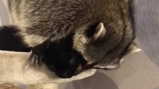 Raccoon Wants Attention from Cat