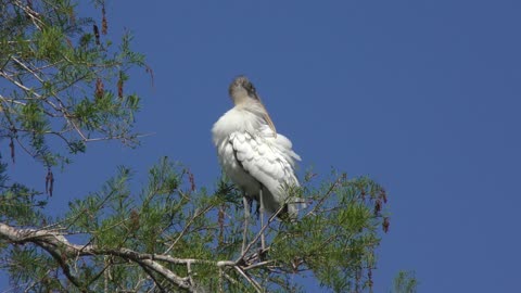 wood stork perching on a tree