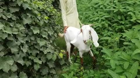Amazing man meets first time with his goat