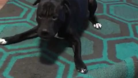 Hyper dog furiously defends rug from brother