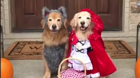 Little red riding hood and the hecking bad wolf