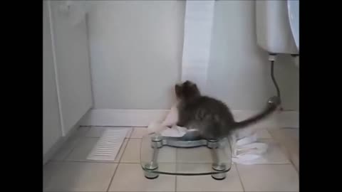 Funny cat uses all the toilet paper!