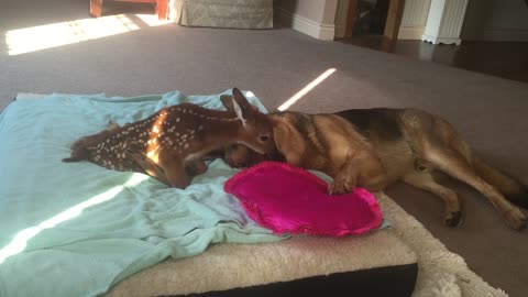 Injured Fawn Comforted by Loving Dog