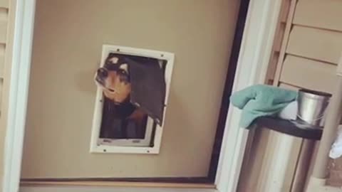 Black dog head in doggy door