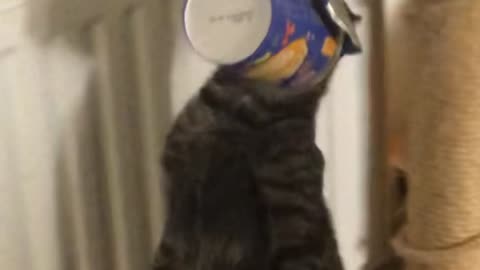 Kitten Gets Head Stuck in Cup of Noodles