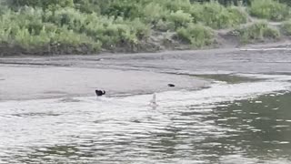 The dog played with its owner in the river