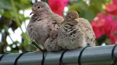 Bird couple with baby