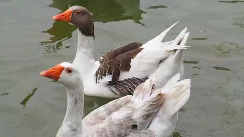 Geese Are Swimming In A Lake