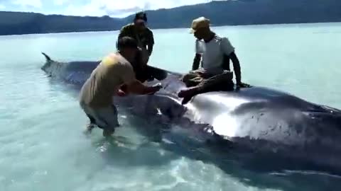 Whale Stranded in Tunas Village
