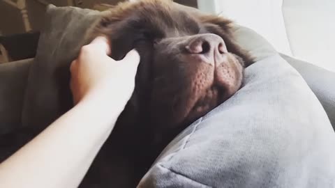 Huge puppy snores while he is wide awake!