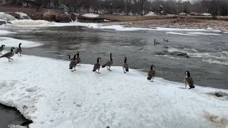 Geese up close