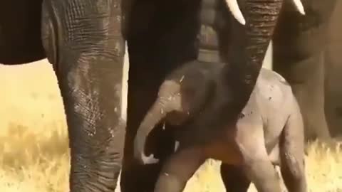 Baby elephant first step