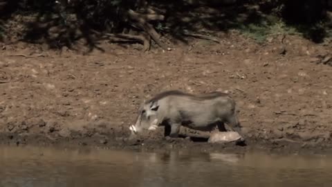 See how he drinks water🧊