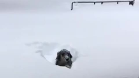 Snow happens dog