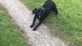 Black dog wiggling its feet on yard