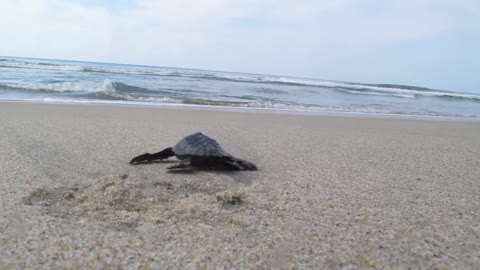 Baby Sea Turtles making their way to the Ocean!