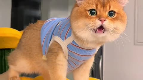 Cute kitten Cat avatar #gradient layer Super healing little cute cat