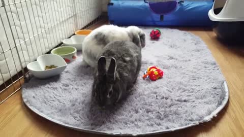 Bunny does tricks just like a dog!