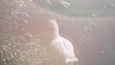 Ducks swimming in water and playing