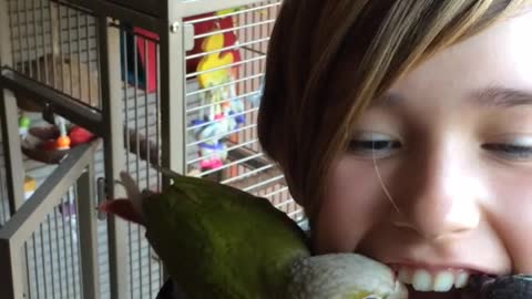 Bird Grooming Her Owner Steals A Loose Tooth