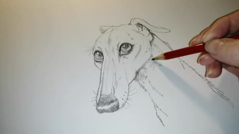 Greyhound + capybara { Afterwork sketching }