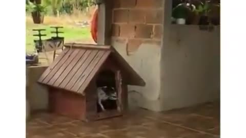 dog complains to the owner saying he is not to visit today