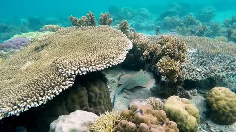 Stingray And Corals, Sulu Sea