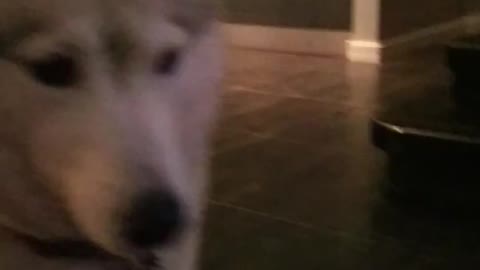 Husky watches wolves from Youtube