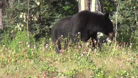 Black Bear Baby - الدب وابنه يأكلون