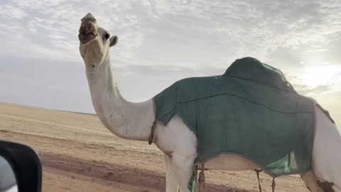 Camels in Saudi Arabia