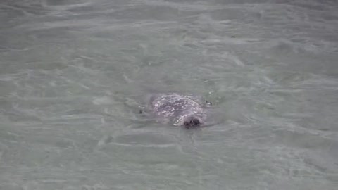 A weak bird terrifies a crocodile