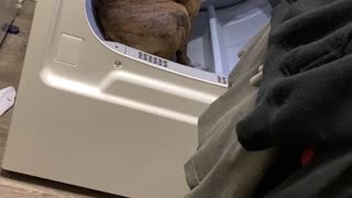 Doggy Climbs Into Clothes Dryer for a Rest