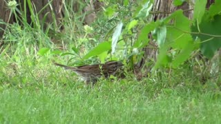 108 Toussaint Wildlife - Oak Harbor Ohio - Female House Sparrow