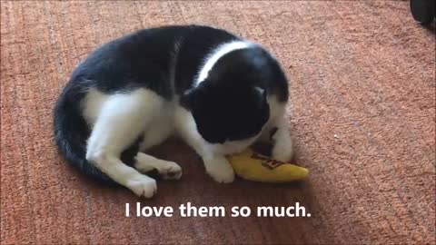 Weirdo cat loves fake bananas