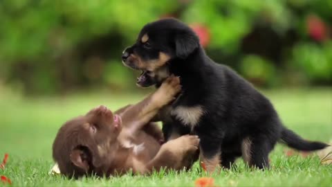 Cute Puppy Videos