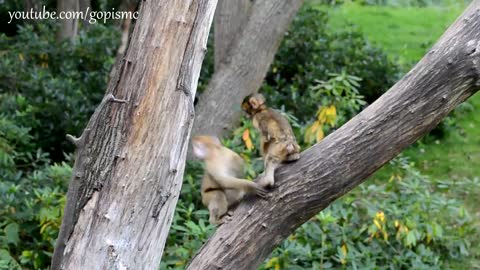 Monkey babies playing together