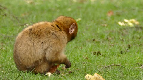 Little Monkey Eating Breed