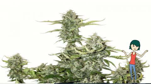 Candy Dawg Auto - Seed Stockers