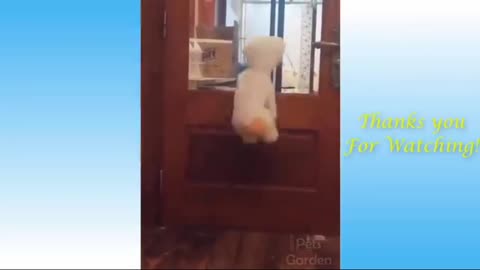 Fnny dog jumping