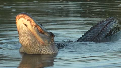 Alligator bellowing