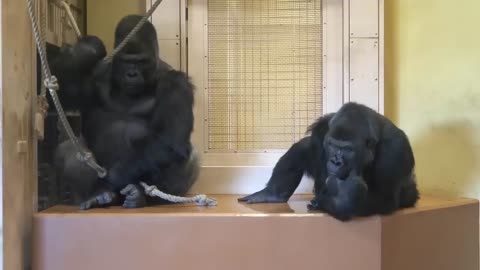Excited Silverback Gorilla Asks A Female To Mate ❤️ - Shabani & Ai