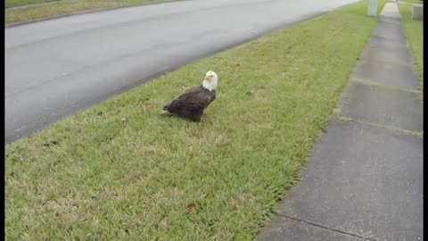 American Bald Eagle Eats Cat