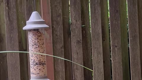 Autumn in the yard, and chickadees eating