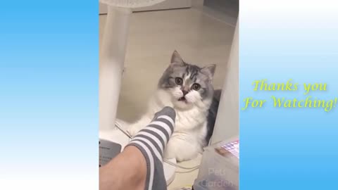 Funny_and_Cute_Cat's_Life_👯😺_Cats_and_Owners_are_the_best_friends_Videos(360p) part 1