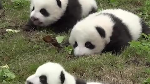 This is what baby panda sounds like, so cute in a group! 🐼
